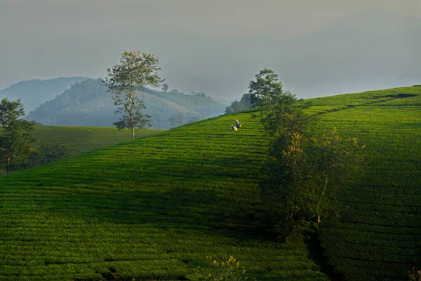 Krajina Čajových Plantážích Phu Tho Vietnam Viděný Vrcholu Kopce — Stock fotografie