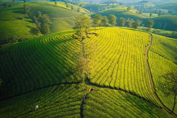 从山顶看越南普托茶园景观 — 图库照片