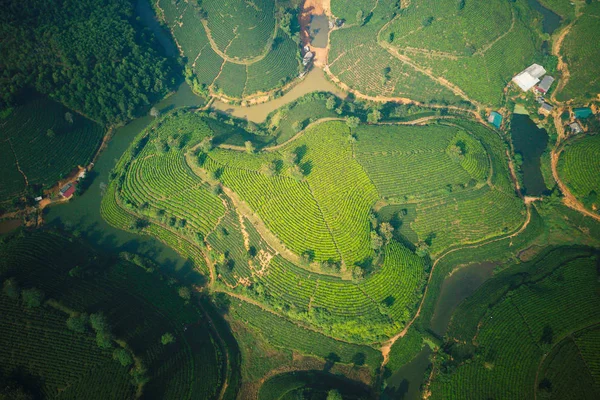 越南普托茶园的航空图像 — 图库照片