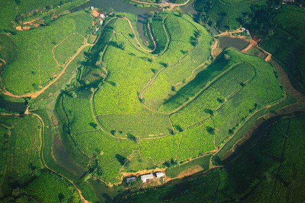Aerial image of tea plantation in Phu Tho, Vietnam.