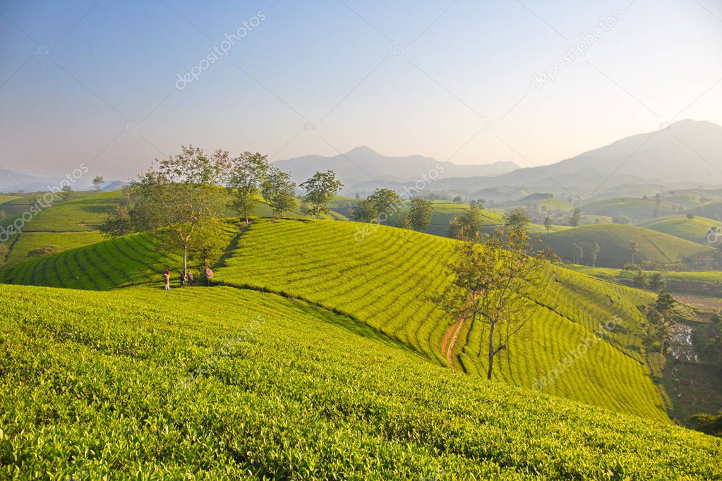 Landscape of tea plantations in Phu Tho, Vietnam viewed from a hill peak.