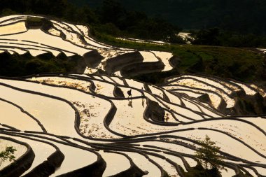 Ha Giang, Vietnam'da teraslı pirinç tarlaları nda gün batımı.