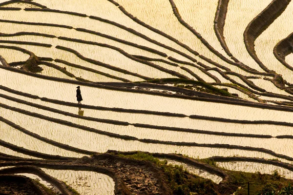 Zonsondergang Boven Terrasvormige Rijstvelden Giang Vietnam — Stockfoto