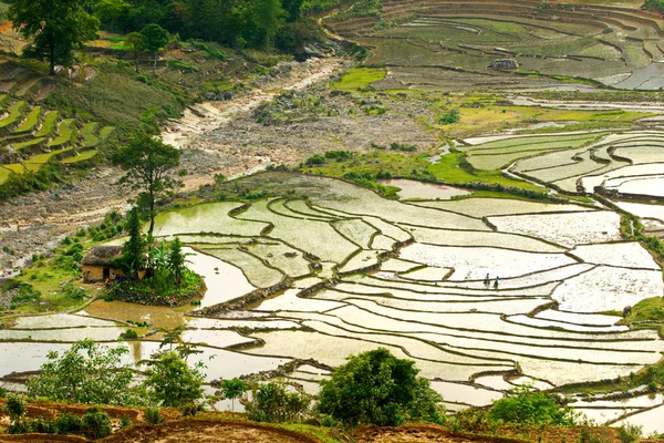 Terraced Paddy Fields Planting Season — Stock Photo, Image