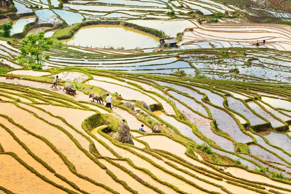 Giang Vietnam Maggio 2018 Agricoltori Etnici Che Tormentano Risaie Con — Foto Stock
