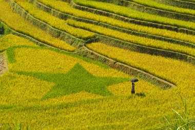 Hasat zamanında olgunlaşmış pirinç terasları güzellik. Yer: Mu Cang Chai, Vietnam. 