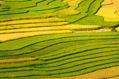 Hasat zamanında olgunlaşmış pirinç terasları güzellik. Yer: Mu Cang Chai, Vietnam. 