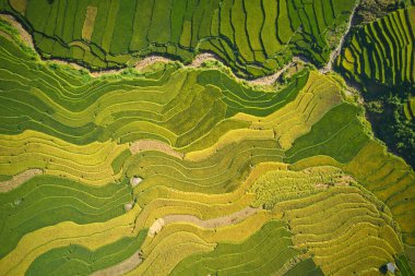 Mu Cang Chai güzel olgunlaştırmak pirinç tarlaları havadan görüntü, Hasat zaman Vietnam.