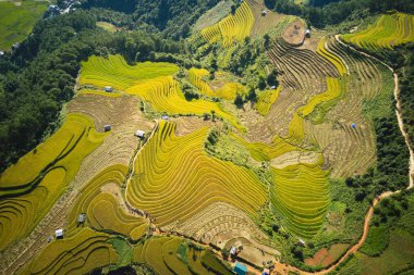 Mu Cang Chai güzel olgunlaştırmak pirinç tarlaları havadan görüntü, Hasat zaman Vietnam.