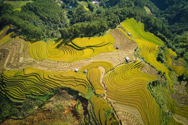 Mu Cang Chai güzel olgunlaştırmak pirinç tarlaları havadan görüntü, Hasat zaman Vietnam.