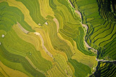 Mu Cang Chai güzel olgunlaştırmak pirinç tarlaları havadan görüntü, Hasat zaman Vietnam.
