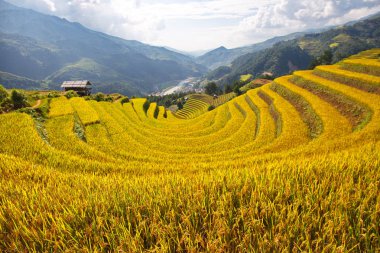 Hasat zamanında olgunlaşmış pirinç terasları güzellik. Yer: Mu Cang Chai, Vietnam. 