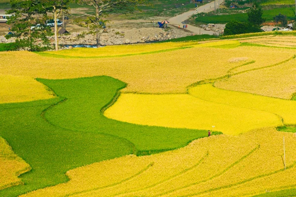 Belleza Terrazas Arroz Maduro Tiempo Cosecha Ubicación Cang Chai Vietnam — Foto de Stock