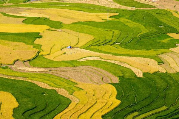 Belleza Terrazas Arroz Maduro Tiempo Cosecha Ubicación Cang Chai Vietnam — Foto de Stock