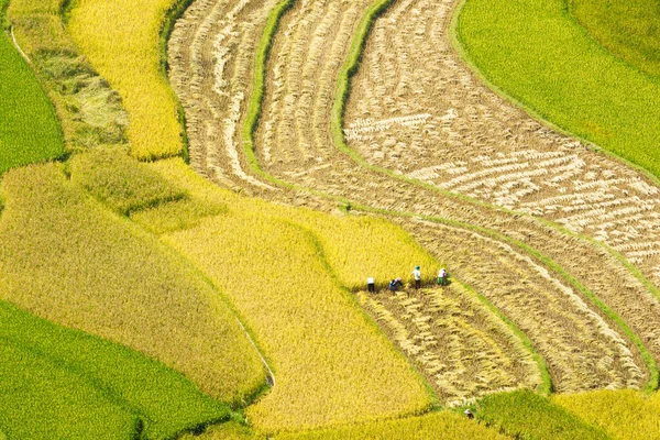 Belleza Terrazas Arroz Maduro Tiempo Cosecha Ubicación Cang Chai Vietnam — Foto de Stock