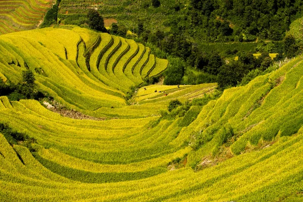 Beauty Ripen Rice Terraces Harvest Time Location Cang Chai Vietnam — Stock Photo, Image