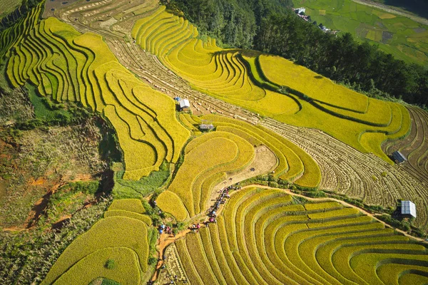 収穫時期のベトナム ムーカンチャイの美しい熟成水田の航空写真 — ストック写真