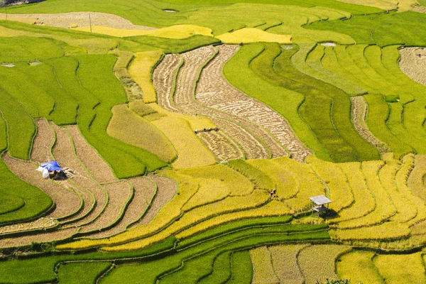 収穫時期のベトナム ムーカンチャイの美しい熟成水田の航空写真 — ストック写真