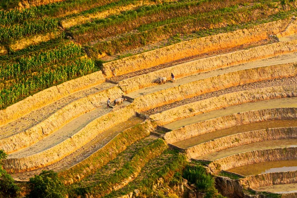 Belleza Los Campos Terrazas Giang Vietnam Temporada Riego — Foto de Stock