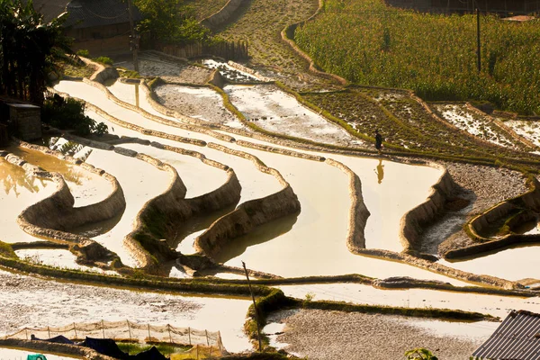Schönheit Terrassenförmig Angelegter Felder Giang Vietnam Der Bewässerungszeit — Stockfoto