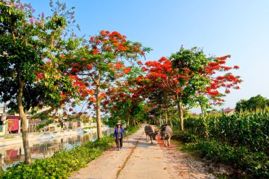 Namdinh, Vietnam - 19 Mayıs 2019: Gösterişli ağaçların altında bir bufalo soyu önde gelen tanımsız engelli bir kadın. Bu iş genellikle kırsal çocuklar veya yaşlı insanlar tarafından alınır.