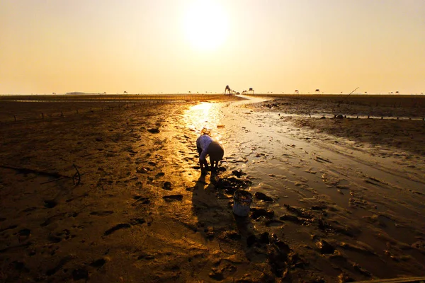 Dong Chau Beach Thai Binh Vietnam Mayo 2019 Agricultores Trabajando — Foto de Stock