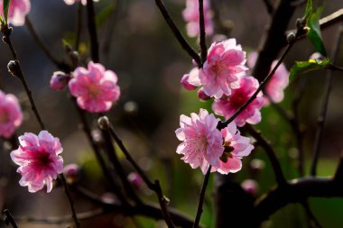 Kış güneş ışığında şeftali çiçekleri