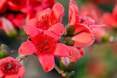 Bombax Ceiba Vietnam Bahar