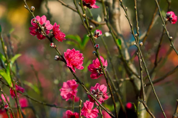 Peach Blossoms Winter Sunlight — Stock Photo, Image