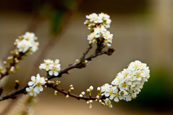 Plum Blossoms Garden — Stock Photo, Image