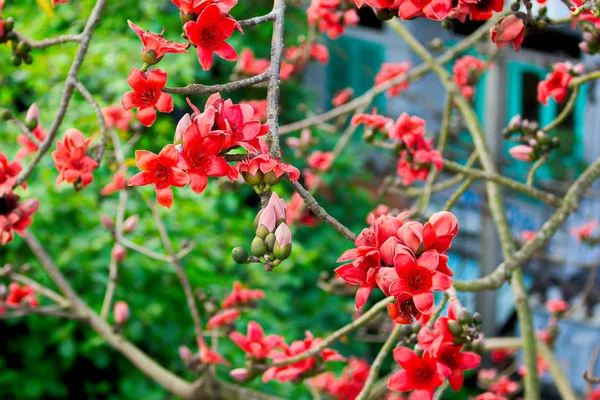 Bombax Ceiba Frühling Vietnam — Stockfoto