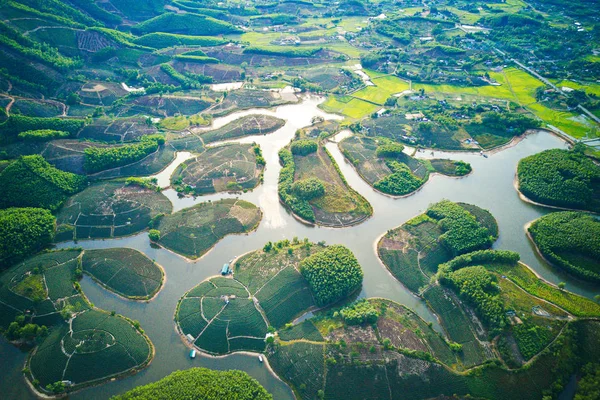 Aerial image of tea plantations on islands in Thanh Chuong, Nghe An, Vietnam.