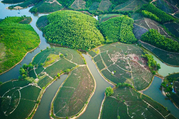 Повітряні Зображення Чайних Плантацій Островах Тхань Chuong Нхе Єтнам — стокове фото