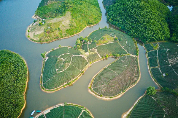 Image Aérienne Plantations Thé Sur Les Îles Thanh Chuong Nghe — Photo