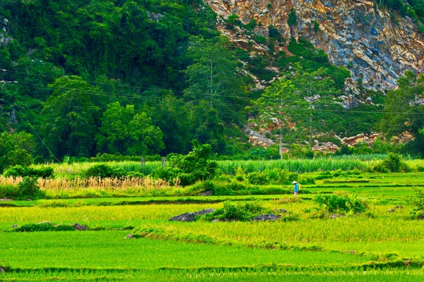 Paysages Campagne Vietnam — Photo