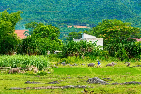 Landschap Van Het Platteland Vietnam — Stockfoto