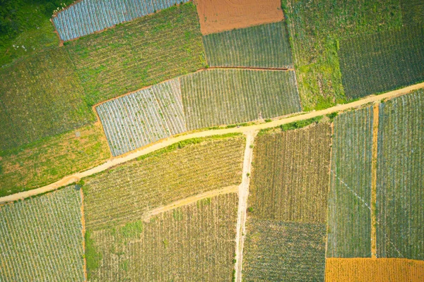 Zdjęcie Lotnicze Plantacji Ananasów Tam Diep Ninh Binh Wietnam — Zdjęcie stockowe