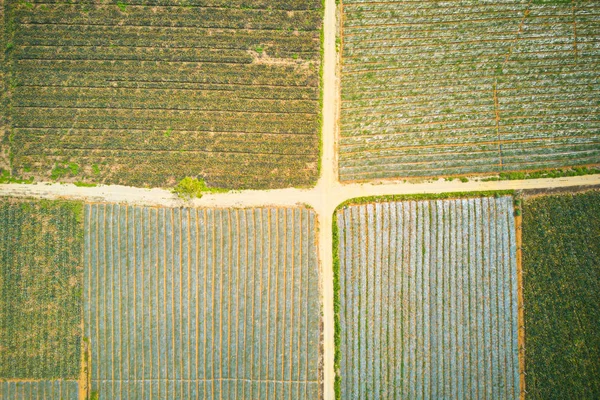 Image Aérienne Plantations Ananas Tam Diep Ninh Binh Vietnam Photo De Stock