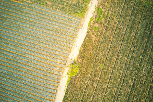 Aerial image of pineapple plantations in Tam DIep, Ninh Binh, Vietnam