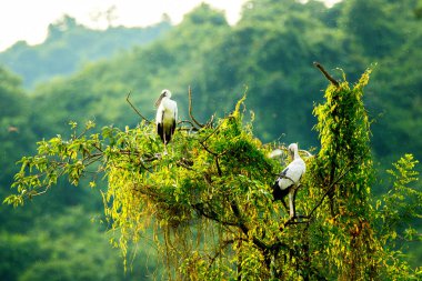 Beyaz Leylektler Içinde Thung Nham Doğal Rezerv, Ninh Binh, Vietnam