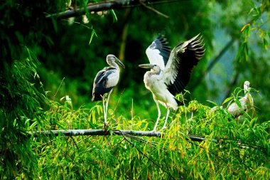 Beyaz Leylektler Içinde Thung Nham Doğal Rezerv, Ninh Binh, Vietnam