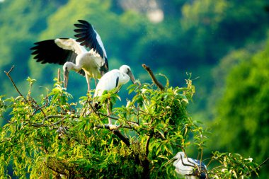 Beyaz Leylektler Içinde Thung Nham Doğal Rezerv, Ninh Binh, Vietnam