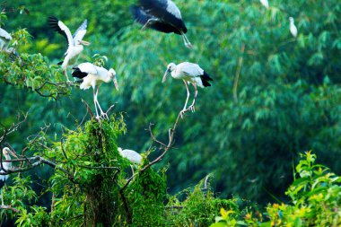 Beyaz Leylektler Içinde Thung Nham Doğal Rezerv, Ninh Binh, Vietnam