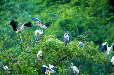 Beyaz Leylektler Içinde Thung Nham Doğal Rezerv, Ninh Binh, Vietnam
