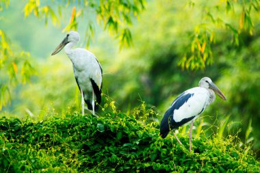Beyaz Leylektler Içinde Thung Nham Doğal Rezerv, Ninh Binh, Vietnam