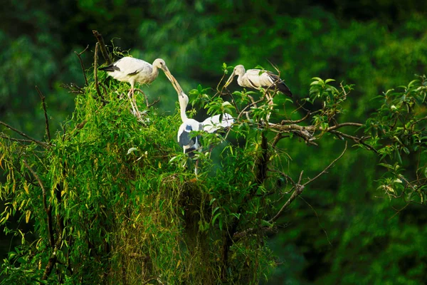 Fehér Gólyák Thung Nham Természetvédelmi Ninh Binh Vietnam — Stock Fotó