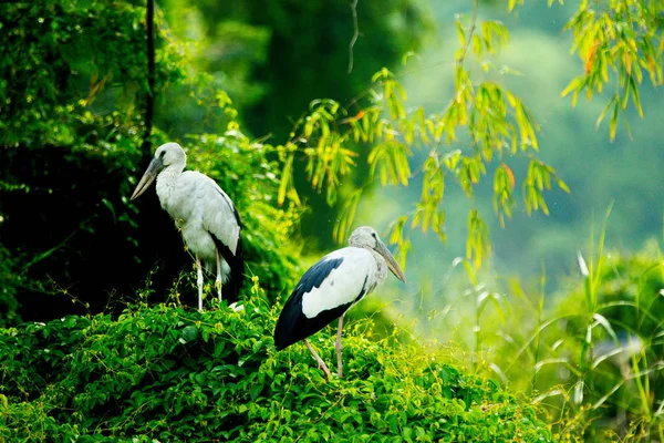 Cegonhas Brancas Reserva Natural Thung Nham Ninh Binh Vietnã — Fotografia de Stock