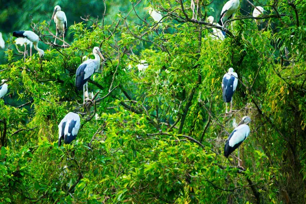 White Storks Thung Nham Natural Reserve Ninh Binh Vietnam — Stock Photo, Image