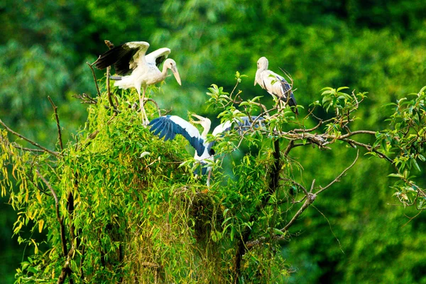 Witte Ooievaars Het Natuurreservaat Thung Nham Ninh Binh Vietnam — Stockfoto