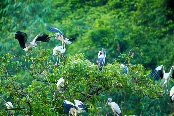 Beyaz Leylektler Içinde Thung Nham Doğal Rezerv, Ninh Binh, Vietnam